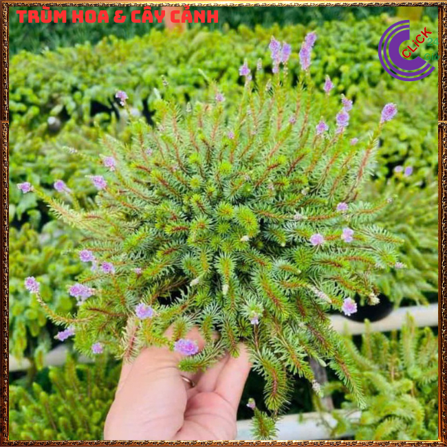 Chậu hoa mười giờ khổng tước trồng nền🍇 Hoa Mười Giờ Bonsai & Phụ Kiện