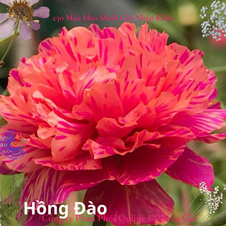 Cành Giống Hoa Mười Giờ Thái Kép Màu Hồng Đào Mới Lạ Hoa Mười Giờ Siêu Thị Hoa