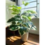 CÂY GIẢ - CÂY TRẦU BÀ VIỀN TRẮNG 75Cm (CAM KẾT ẢNH THẬT 100%)