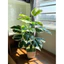CÂY GIẢ - CÂY TRẦU BÀ VIỀN TRẮNG 75Cm (CAM KẾT ẢNH THẬT 100%)
