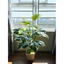 CÂY GIẢ - CÂY TRẦU BÀ VIỀN TRẮNG 75Cm (CAM KẾT ẢNH THẬT 100%)