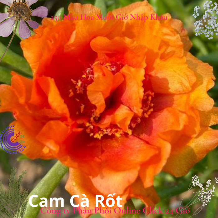 Cành Giống Hoa Mười Giờ Thái Kép MÀU CAM ĐẬM Cành Tơ Siêu Khỏe Ra Rễ Sau 3 Ngày  MM Market