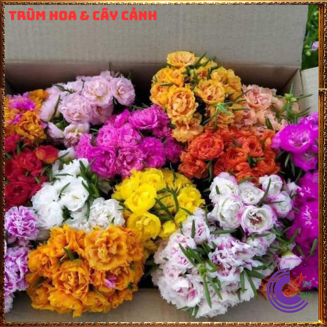 [Xả Vườn Cực Rẻ] Hoa Mười Giờ Nhiều Màu Chuẩn Thái Kép Cành Tơ Khỏe Ra Rễ Sau 3 Ngày MM Market