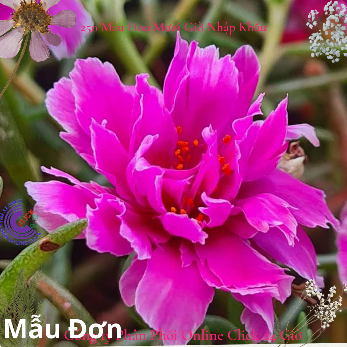 Cành Giống Hoa Mười Giờ MẪU ĐƠN Cánh tua Thái Kép Màu Mới Cành Tơ Siêu Khỏe Ra Rễ Sau 3 Ngày MM Market