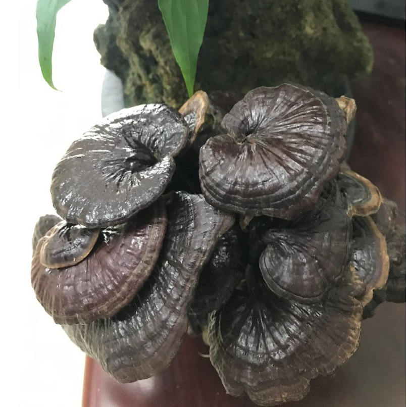Nấm Linh Chi Rừng Tự Nhiên (Hắc Linh Chi Cổ Cò) Lai Châu 1kg