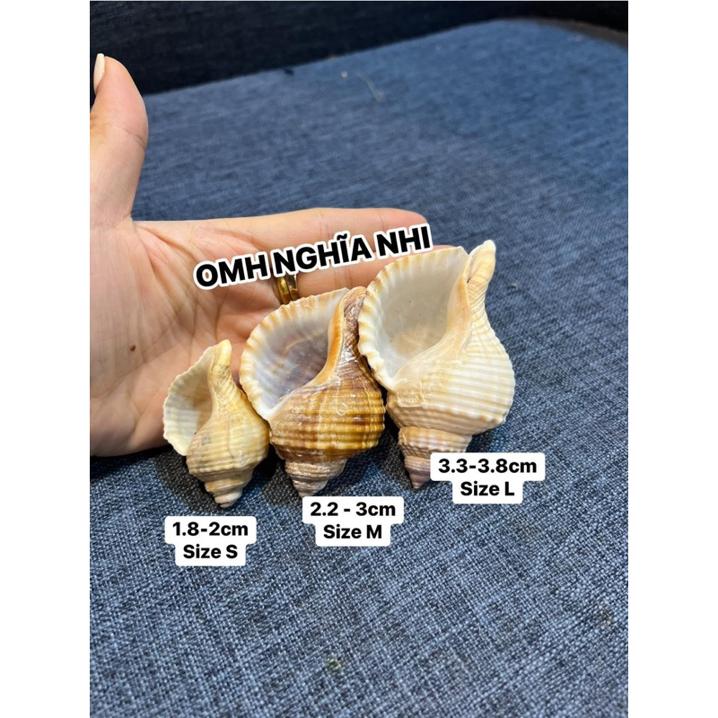 VỎ ỐC LÔNG MIỆNG RỘNG - VỎ RỖNG THAY CHO ỐC MƯỢN HỒN | Shopee Việt Nam