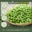 Đậu Hà Lan Khô Hữu Cơ TH NUTRIFOOD - Nhập khẩu Canada - Hỗ Trợ Ăn Kiêng, Làm Salad, Rau Mầm