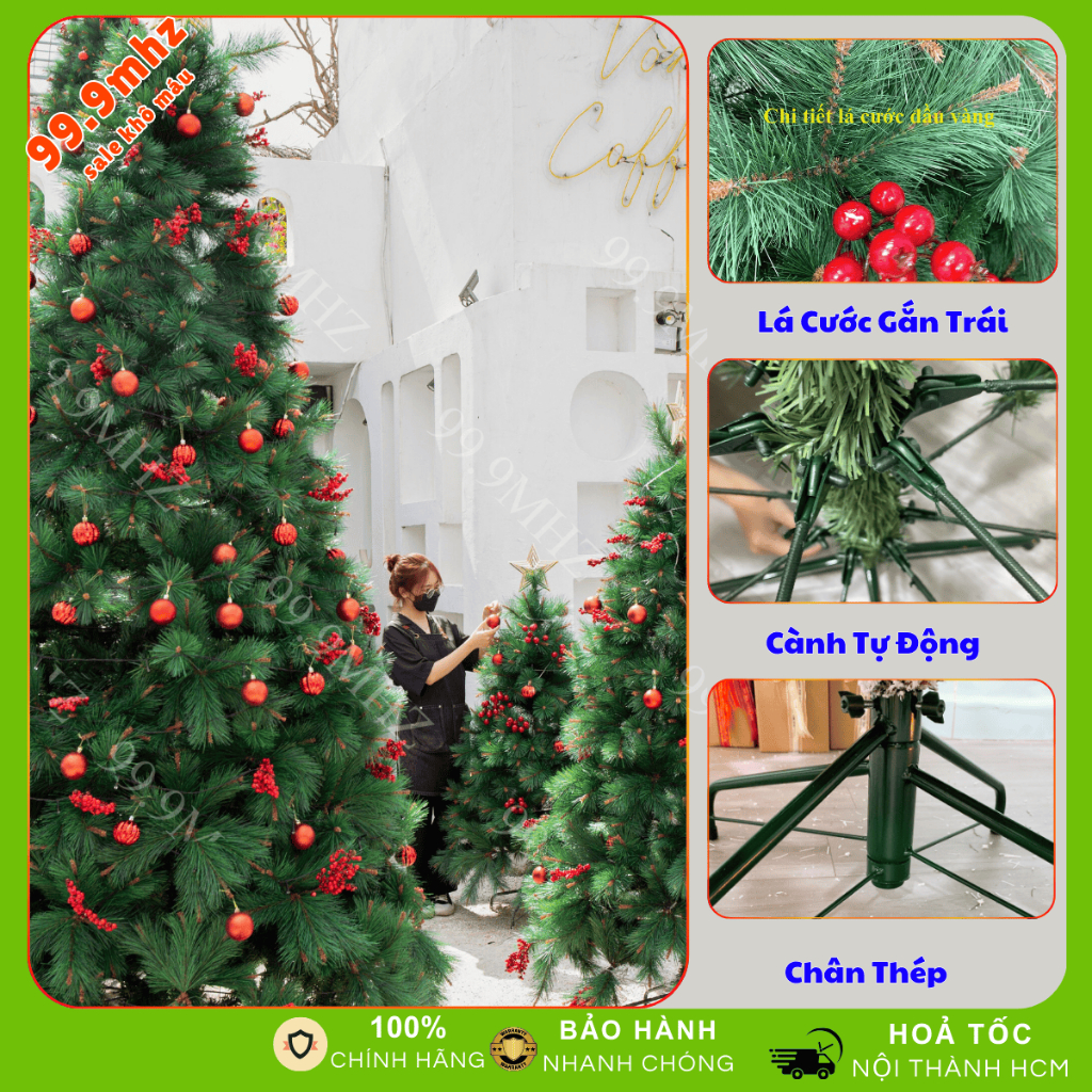 Cây Thông Cước Đầu Vàng Gắn Trái Đỏ Cao Cấp Chính Hãng Chaang Chiia Trang Trí Noel Giáng Sinh Cực Đẹp Mã YHRN