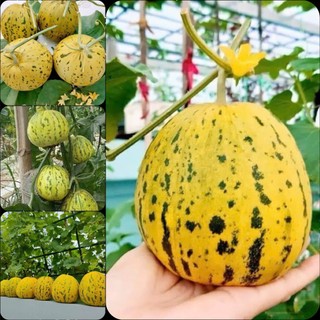 HẠT GIỐNG DƯA LÊ DA HỔ TIGER - GÓI 20 HẠT