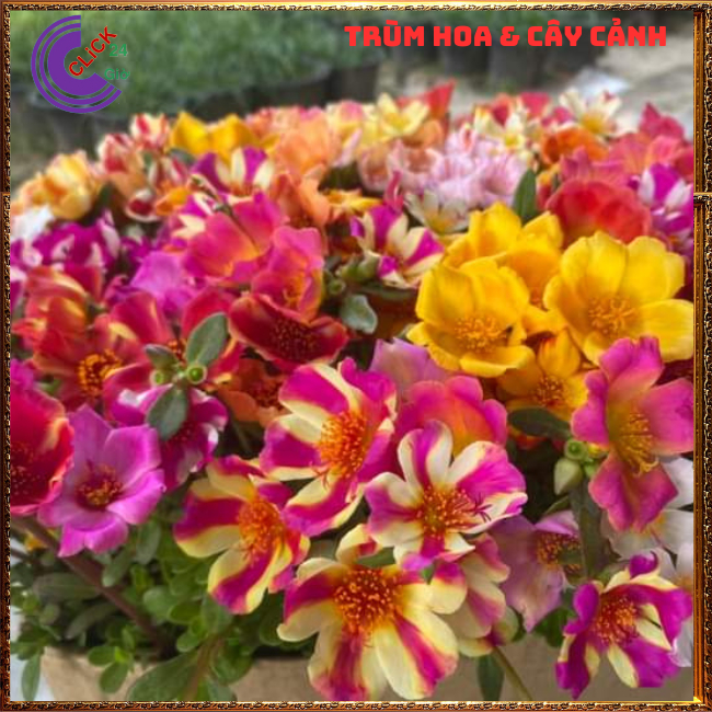 Cành Giống Hoa Mười Giờ SAM ĐƠN Chuẩn SAM THÁI Nhập Khẩu Hoa To Rất Nhiều Màu MM Market
