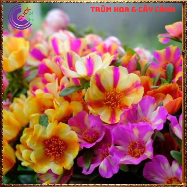 Cành Giống Hoa Mười Giờ SAM ĐƠN Chuẩn SAM THÁI Nhập Khẩu Hoa To Rất Nhiều Màu MM Market