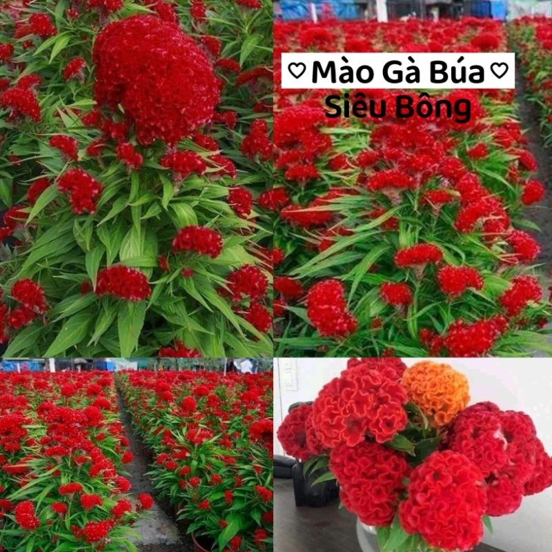 100 hạt giống hoa mào gà búa Thái Lan 💚 CỰC XINH😚 siêu dễ trồng.