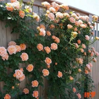 HẠT GIỐNG HOA HỒNG LEO MIX MÀU - GÓI 20 HẠT