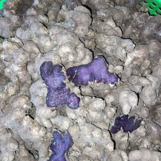 Củ Gừng Đen (Ngải tím) Lai Châu Tươi Loại 1 trên 3 năm tuổi Già Đanh 1kg
