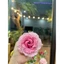 Hoa hồng ghép 10 cánh -hoa hồng len size đại - hoa hồng pháp- hoa hồng cánh tường vy - hoa len handmade - quà tặng - Diy