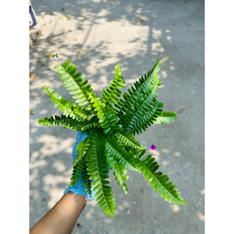 dương xỉ lá me hàng thuần chậu