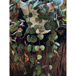 Chậu treo mini String of Heart (Dây Tim) - Green (Xanh) - Decor ban công, nhà, cửa sổ xinh xắn - |Vườn Như Ngọc|