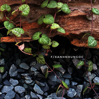 Chậu treo mini String of Heart (Dây Tim) - Green (Xanh) - Decor ban công, nhà, cửa sổ xinh xắn - |Vườn Như Ngọc|
