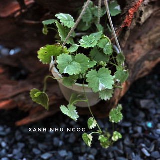 Chậu treo Rau má cẩm thạchh - Centella Asiatica White Lady - Trồng nền, trang trí nhà, sân vườn đẹp - |Vườn Như Ngọc|