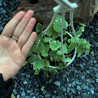 Chậu treo Rau má cẩm thạchh - Centella Asiatica White Lady - Trồng nền, trang trí nhà, sân vườn đẹp - |Vườn Như Ngọc|