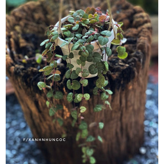 Chậu treo mini String of Heart (Dây Tim) - Green (Xanh) - Decor ban công, nhà, cửa sổ xinh xắn - |Vườn Như Ngọc|