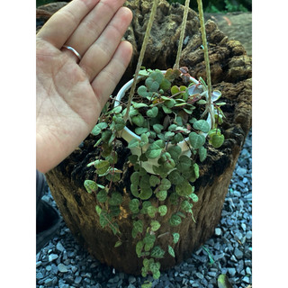 Chậu treo mini String of Heart (Dây Tim) - Green (Xanh) - Decor ban công, nhà, cửa sổ xinh xắn - |Vườn Như Ngọc|