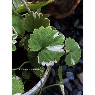 Chậu treo Rau má cẩm thạchh - Centella Asiatica White Lady - Trồng nền, trang trí nhà, sân vườn đẹp - |Vườn Như Ngọc|