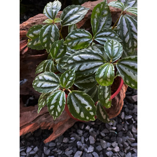 Chậu mềm Hổ Nhĩ Trắng (Sọc dưa) - Piela Cadierei Aluminum - Decor bàn làm việc, terrarium, tiểu cảnh - |Vườn Như Ngọc|