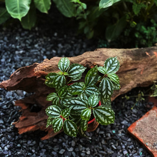 Chậu mềm Hổ Nhĩ Trắng (Sọc dưa) - Piela Cadierei Aluminum - Decor bàn làm việc, terrarium, tiểu cảnh - |Vườn Như Ngọc|