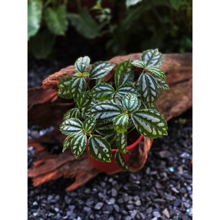 Chậu mềm Hổ Nhĩ Trắng (Sọc dưa) - Piela Cadierei Aluminum - Decor bàn làm việc, terrarium, tiểu cảnh - |Vườn Như Ngọc|