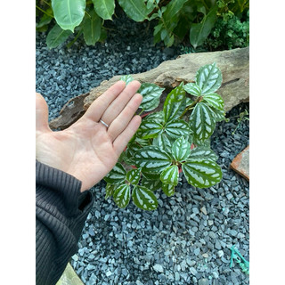 Chậu mềm Hổ Nhĩ Trắng (Sọc dưa) - Piela Cadierei Aluminum - Decor bàn làm việc, terrarium, tiểu cảnh - |Vườn Như Ngọc|