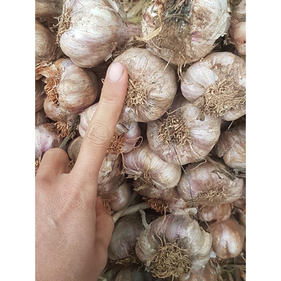 Tỏi Khô Hải Dương 3Kg Hàng Loại 1 Đặc Sản Thơm Ngon TK3
