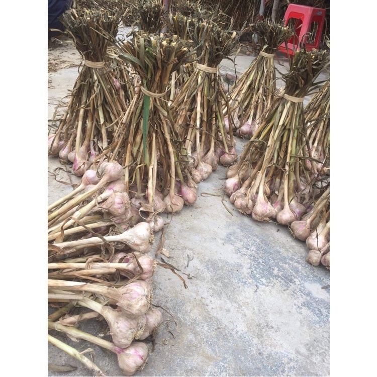 Tỏi Khô Hải Dương 3Kg Hàng Loại 1 Đặc Sản Thơm Ngon TK3