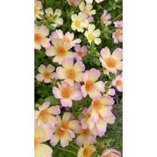 Cành Giống Hoa Sam Đơn Màu 49 Phấn Tiên Hoa Mười Giờ Sam Thái Đẹp MiMa market