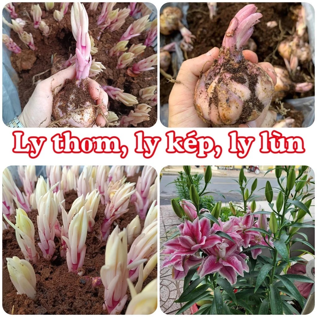 Hoa ly kép - Giá Tốt, Miễn Phí Vận Chuyển, Đủ Loại | Shopee Việt Nam