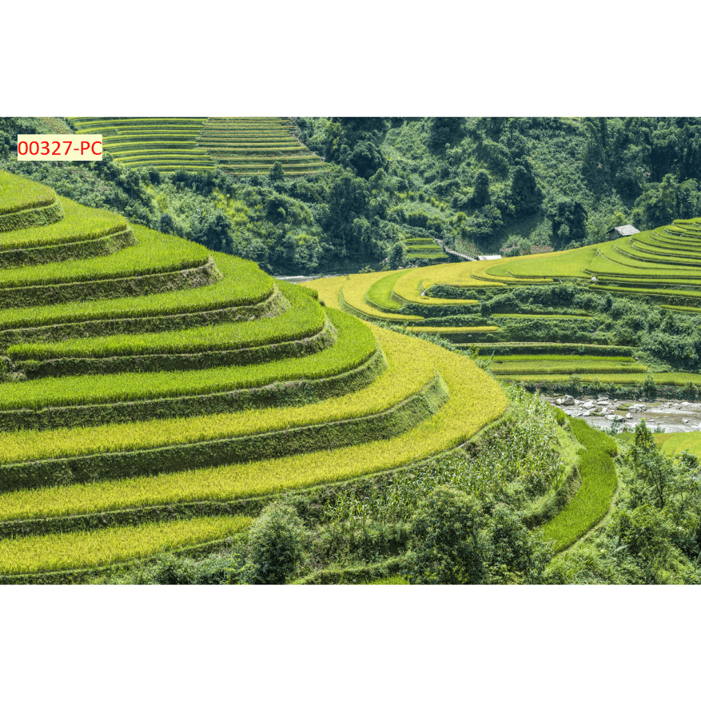Tranh dán tường vải lụa kim sa mẫu ruộng bậc thang decor nhà cửa