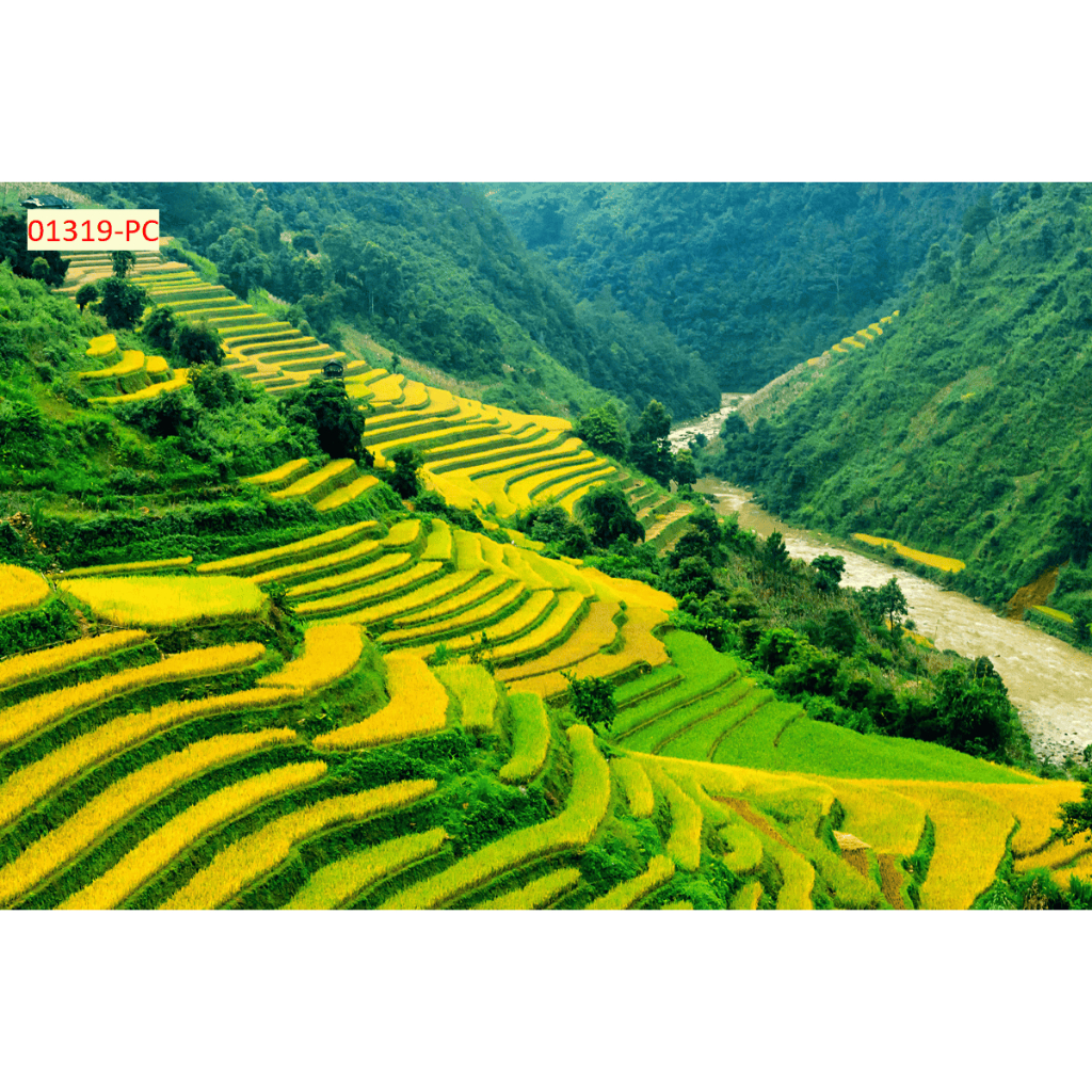Tranh dán tường vải lụa kim sa mẫu ruộng bậc thang decor nhà cửa
