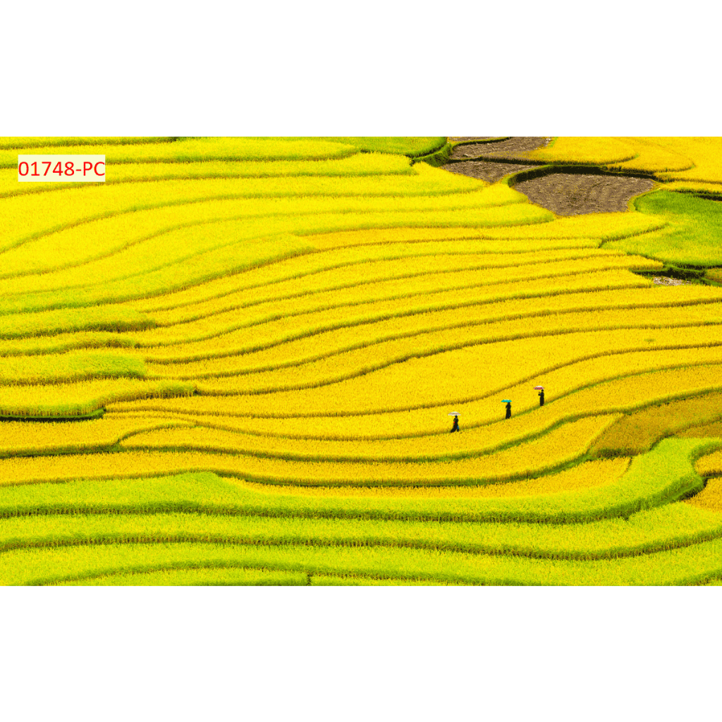 Tranh dán tường vải lụa kim sa mẫu ruộng bậc thang decor nhà cửa
