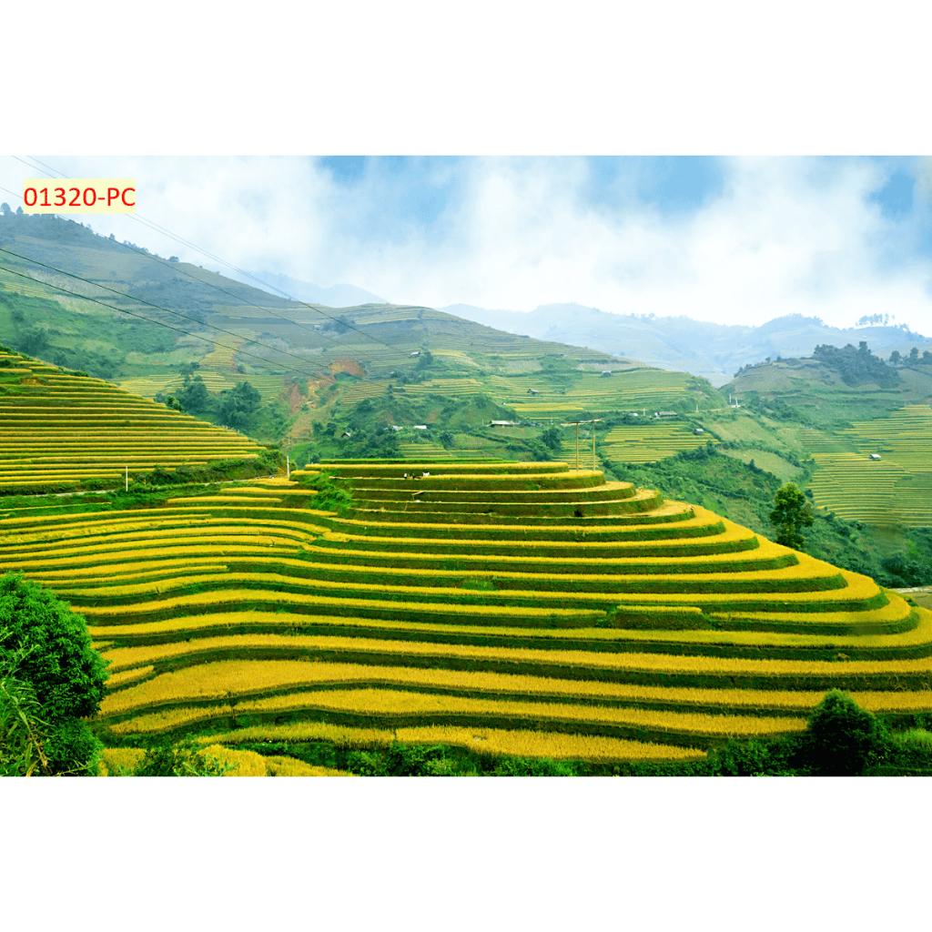 Tranh dán tường vải lụa kim sa mẫu ruộng bậc thang decor nhà cửa