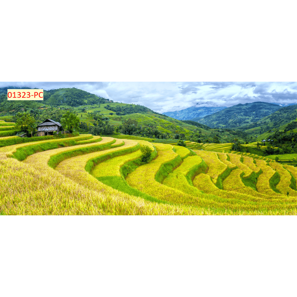 Tranh dán tường vải lụa kim sa mẫu ruộng bậc thang decor nhà cửa
