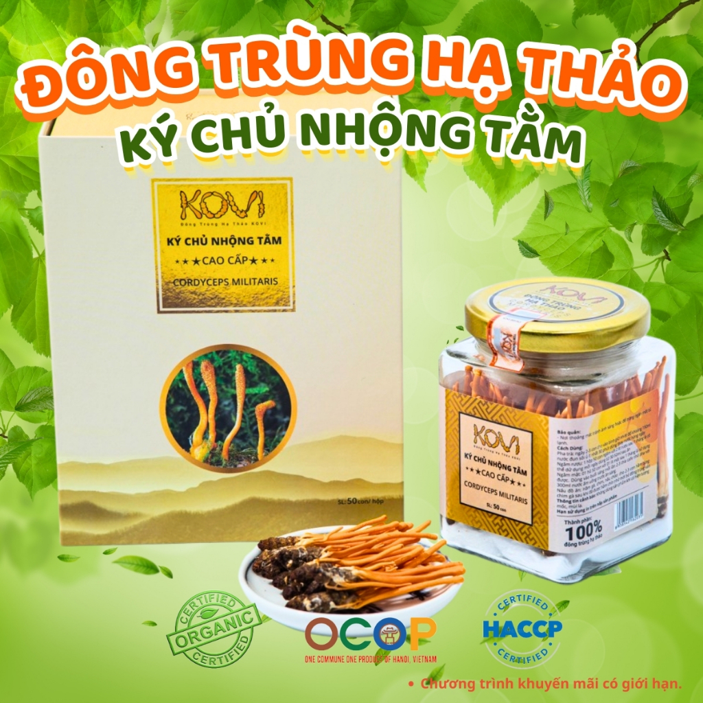 Đông trùng hạ thảo KOVI ký chủ nhộng tằm nguyên con - Lọ  50 con - Hàng VIP 1 Đạt chuẩn OCOP 4*