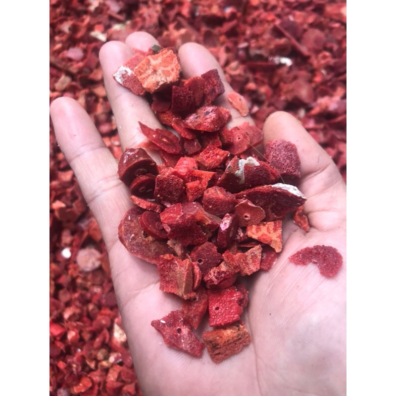 san hô đỏ vụn cắt lát ( red coral )