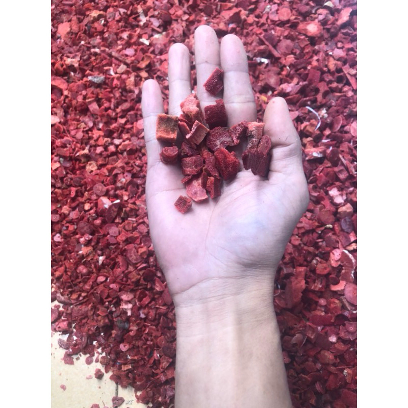 san hô đỏ vụn cắt lát ( red coral )