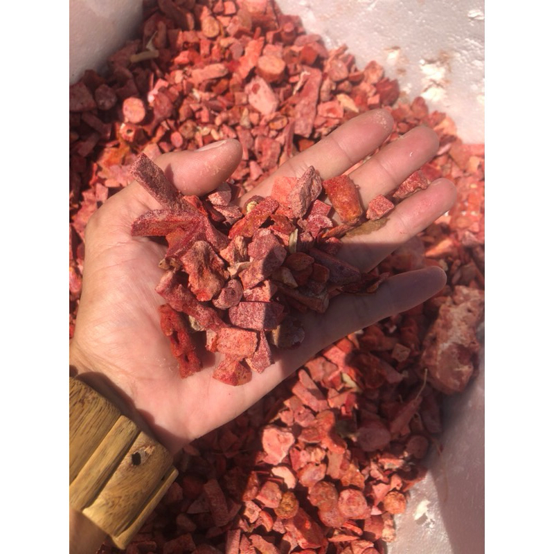 san hô đỏ vụn cắt lát ( red coral )