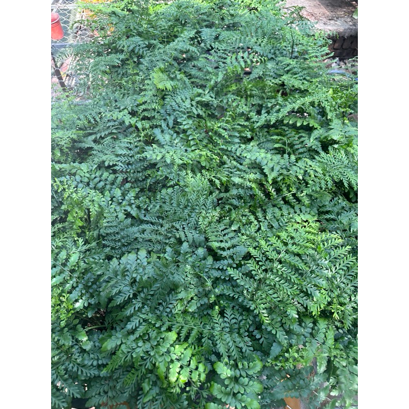 Dương xỉ hà lan trang trí bán cạn, viva, terrarium