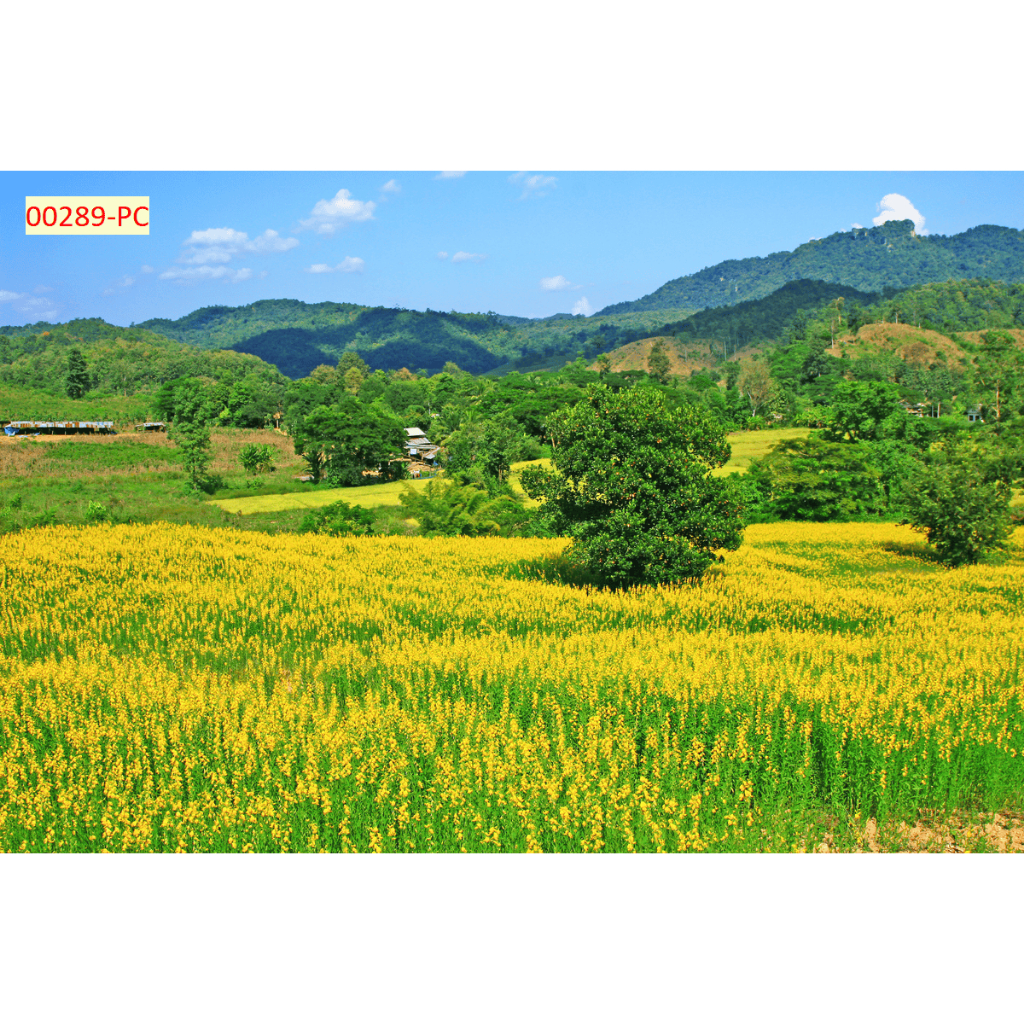 Tranh lụa dán tường bãi cỏ hoa thiên nhiên rực rỡ