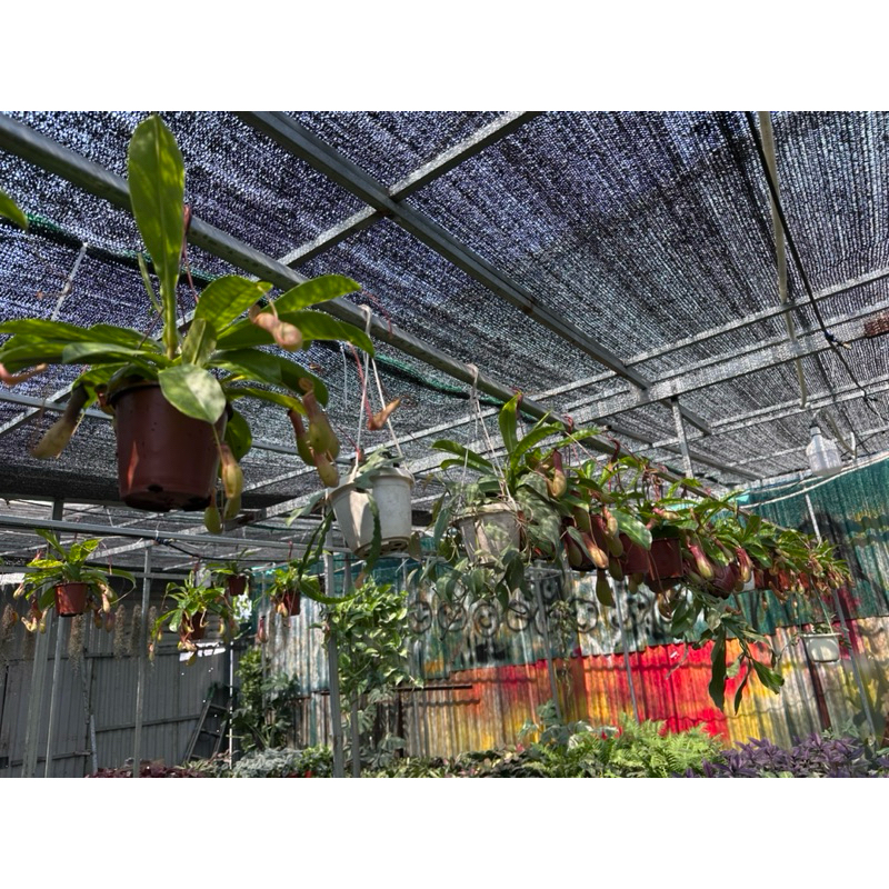 Cây Nắp Ấm  treo trang trí ban công,decor bán cạn