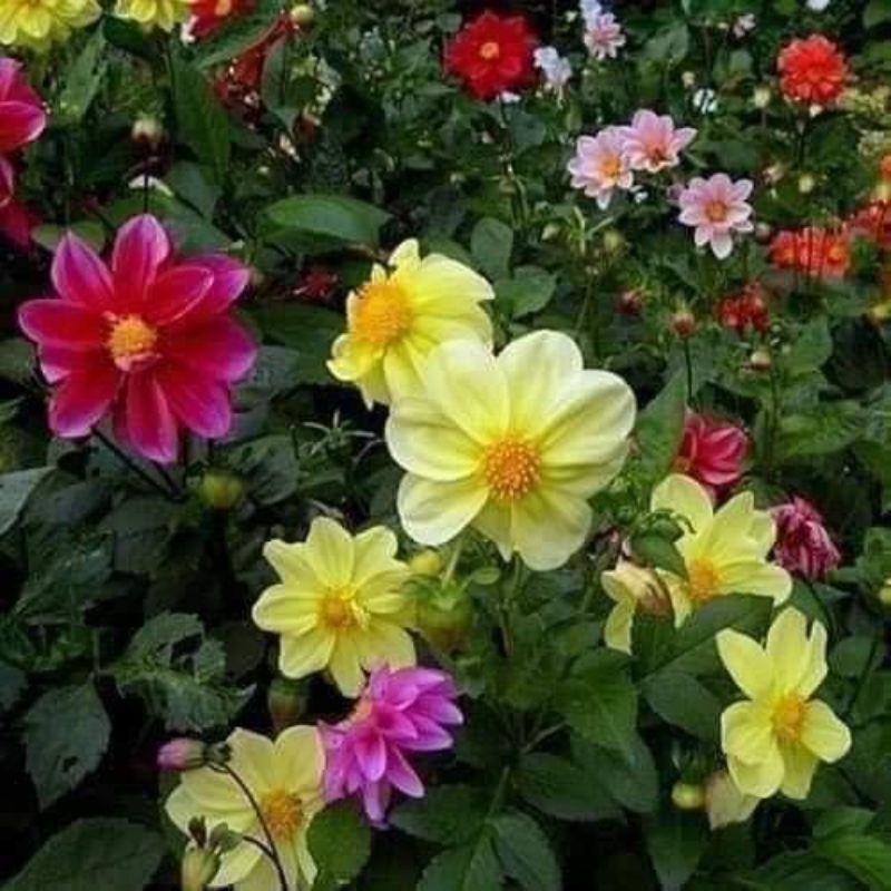 50 hạt giống hoa thược dược đơn bụi mix màu ❤️ Nảy Mầm Cực Đỉnh❤️ chất lượng cao