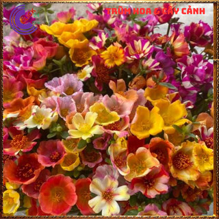 Cành Giống Hoa Mười Giờ SAM ĐƠN Chuẩn SAM THÁI Nhập Khẩu Hoa To Rất Nhiều Màu MiMa market