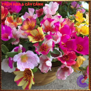 Cành Giống Hoa Mười Giờ SAM ĐƠN Chuẩn SAM THÁI Nhập Khẩu Hoa To Rất Nhiều Màu MiMa market